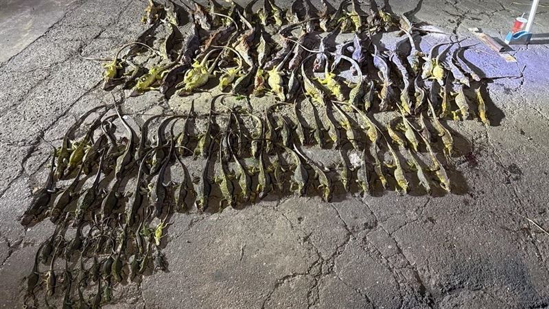 屏東抓綠鬣蜥有獎　獵人5個月領80萬