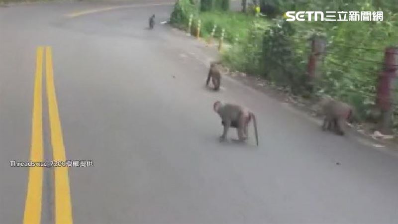 獼猴大軍霸馬路嚇騎士！網友笑：真山道猴