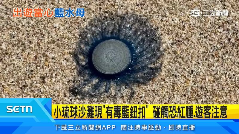 常被稱為藍鈕扣、錢幣水母