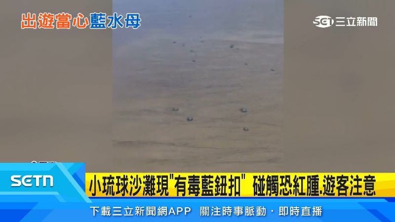月初颱風過後，沙灘也有不少藍鈕扣被衝上岸