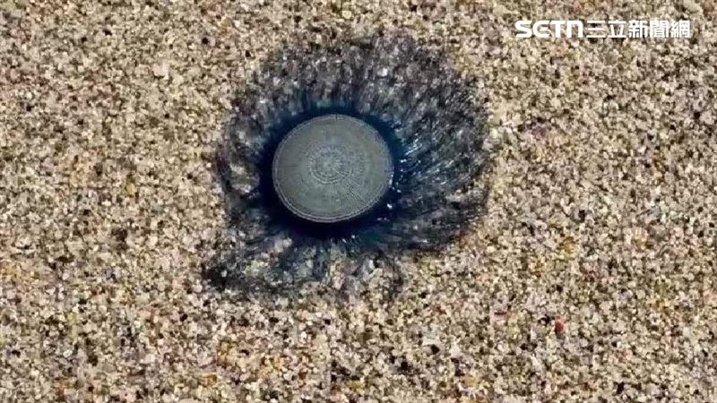 小琉球沙灘現「有毒藍鈕扣」碰觸恐紅腫