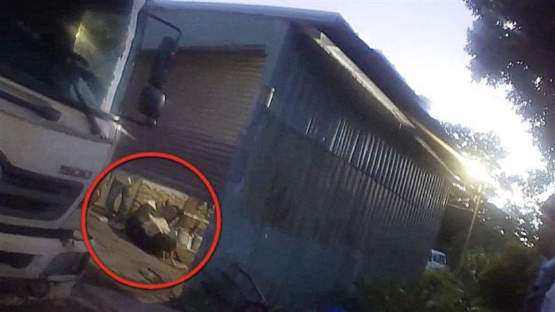 非法屠宰場藏山區殺病牛　問題肉恐已下肚