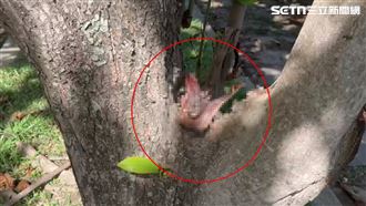 墾丁「未屍僵…見骨」斷掌！瘋傳殺猴真相
