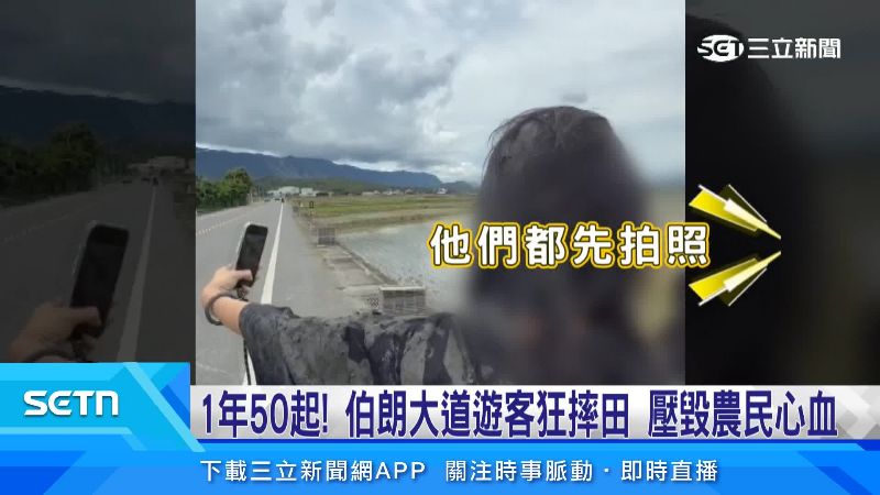 1年50起! 伯朗大道遊客狂摔田 壓毀農民心血
