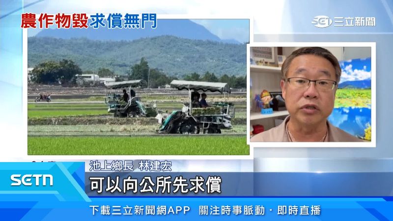 1年50起! 伯朗大道遊客狂摔田 壓毀農民心血