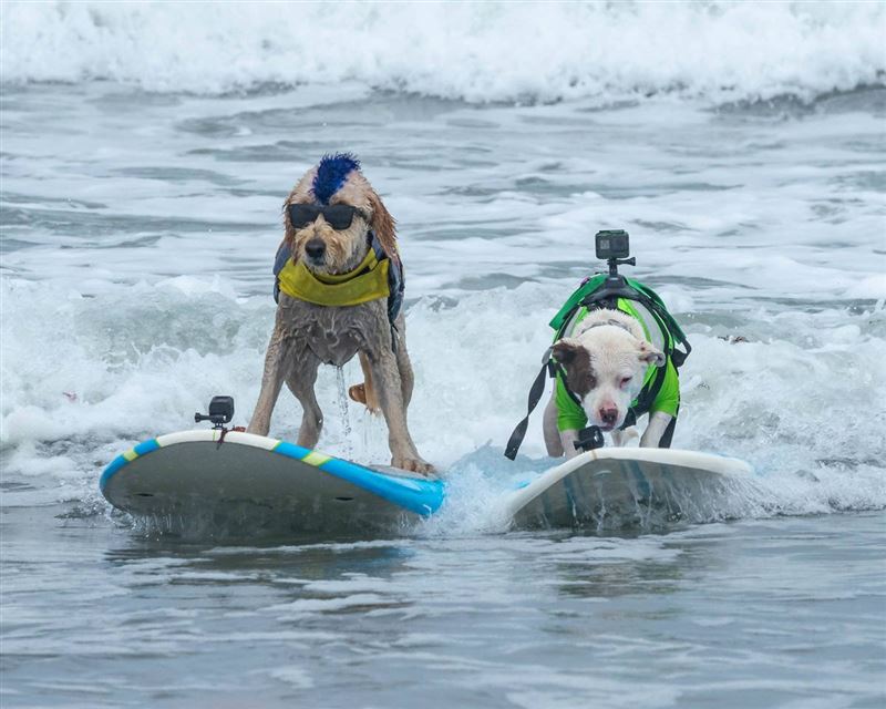 不少飼主在衝浪板和狗狗身上架式運動攝影機捕捉愛犬英姿。（圖／翻攝自X平台 @surfgoldbeaches）