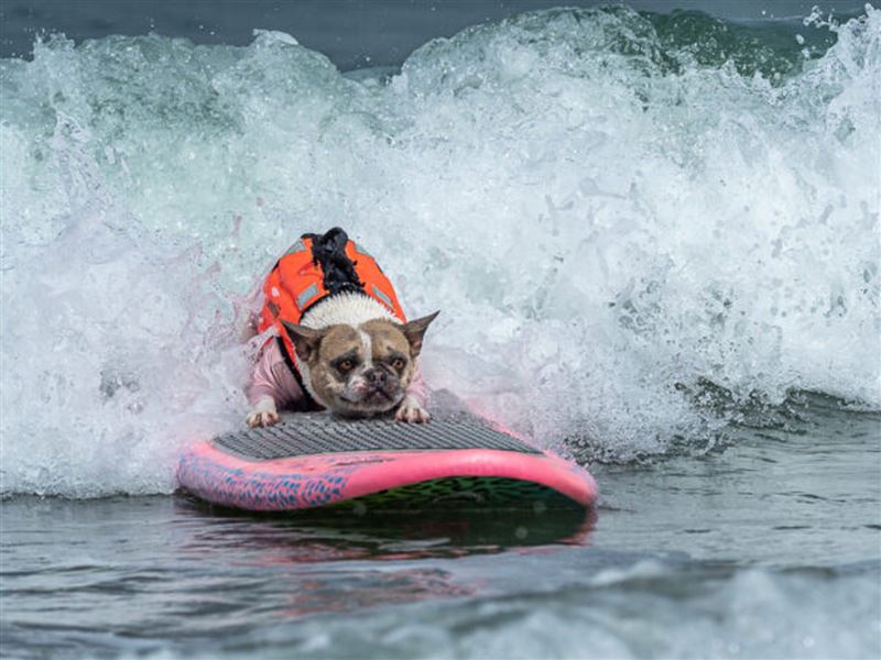 汪星人衝浪專業程度不輸主人，還會壓低重心加速。（翻攝自World Dog Surfing Championships官網）