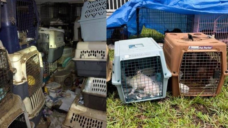 超噁！百餘毛孩擠一屋　排泄物達30公分厚