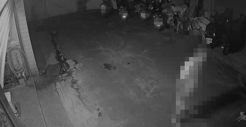 狗群圍獵貓時,男子在一旁觀看。(圖/P小姐提供)
