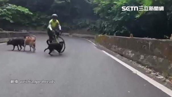 飼主放任5隻狗馬路亂跑　騎士閃不及撞摔