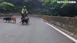 飼主放任5隻狗馬路亂跑　騎士閃不及撞摔