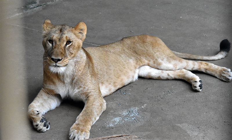 多摩動物公園中死亡的獅子小麥。(圖/多摩動物公園官網)
