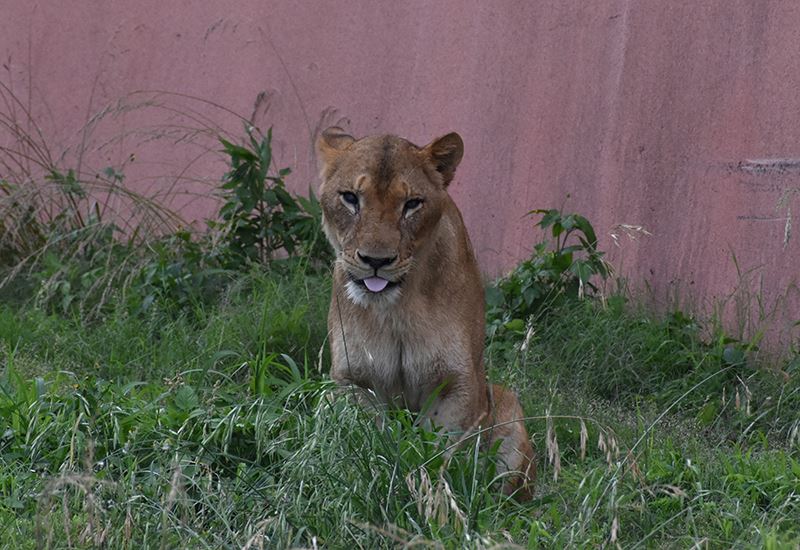 多摩動物公園中死亡的獅子草莓。(圖/多摩動物公園官網)