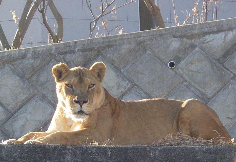 多摩動物公園中死亡的獅子露艾娜。(圖/多摩動物公園官網)