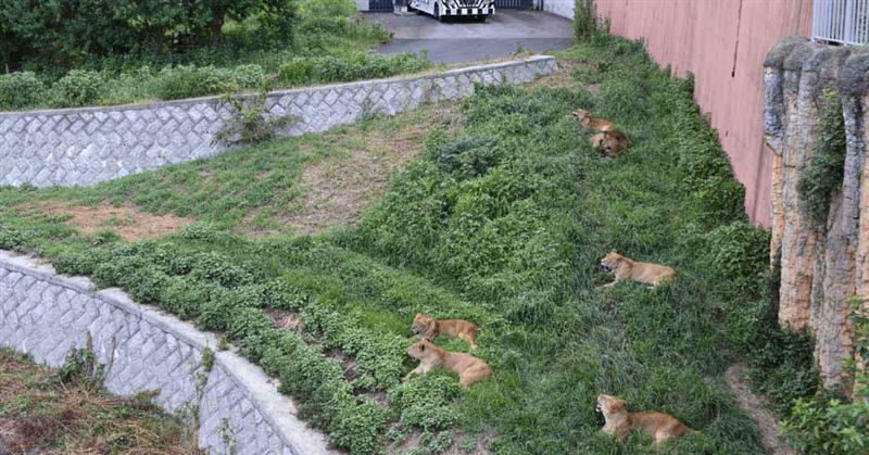 多摩動物公園獅子展示區。(圖/多摩動物公園官網)