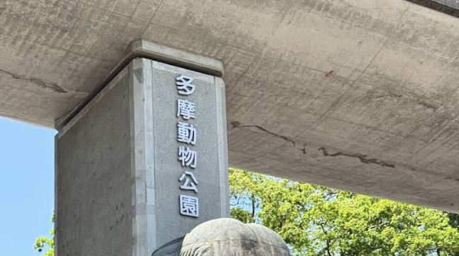 非洲獅也撐不住酷暑？日動物園3獅疑熱死