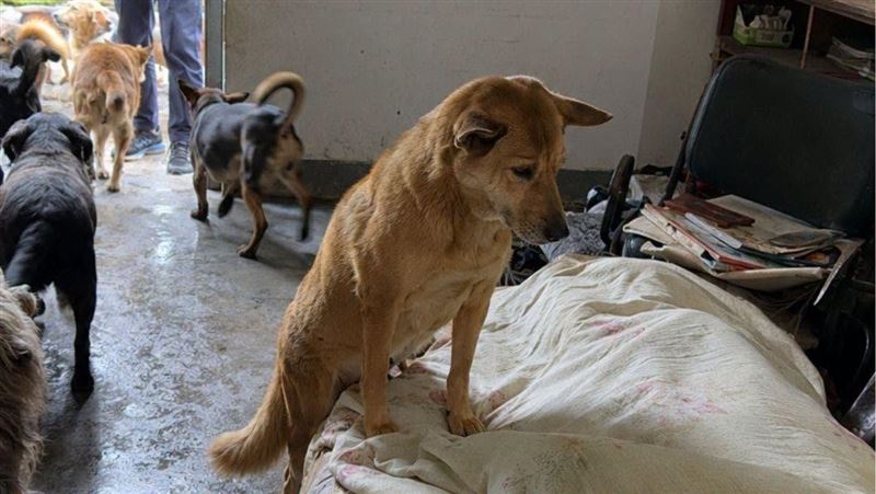 新北市坪林區發生一起令人鼻酸的獨居長者猝逝事件,當地里長察覺異狀通報後,警消破門發現老翁已離世多日,屋內13隻愛犬不僅未破壞遺體,其中更有忠犬寸步不離守護主人,場面催淚。(圖/翻攝自新北市政府動物保護防疫處臉書)