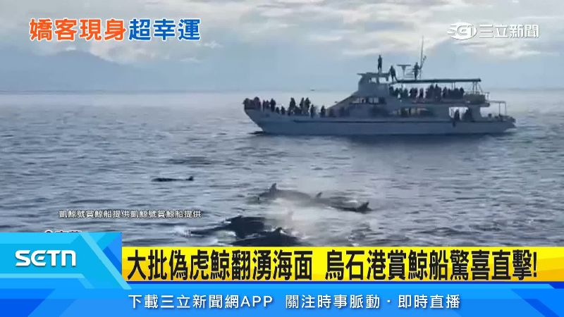 能遇到那麼多隻偽虎鯨屬實難得。(圖/凱鯨號賞鯨船提供)