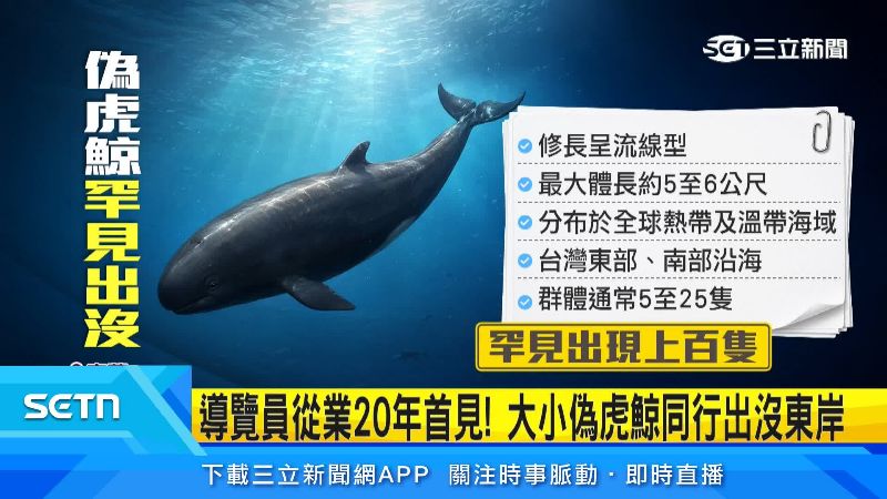偽虎鯨小檔案