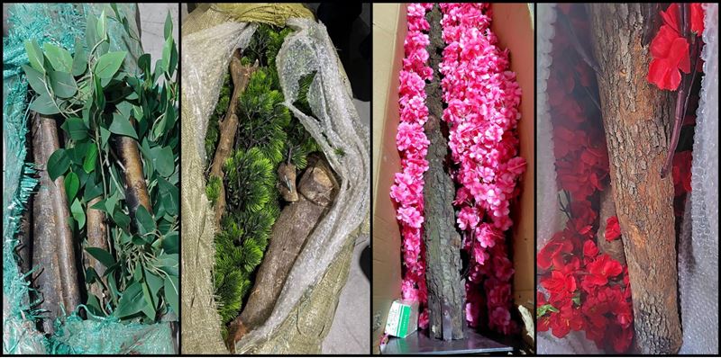 緝獲違規輸入之仿真樹(均含真實樹枝或樹幹) 。(圖/農業部動植物防疫檢疫署提供)