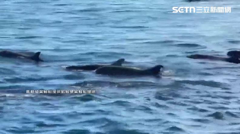 百隻偽虎鯨翻湧海面 賞鯨船遊客幸運直擊