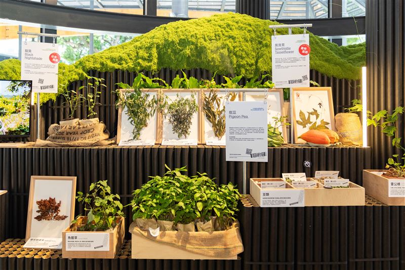「未來超市」展區內的風土貨架,陳列了樹豆、龍葵等臺東特有的野菜與農作物,展現土地智慧與慢經濟價值。(圖/臺東縣政府提供)