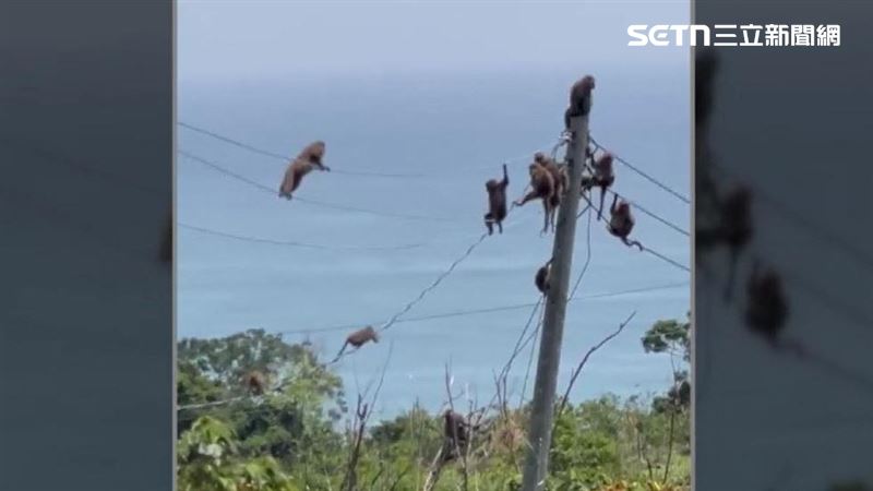 海邊電線桿上聚集的不是麻雀，而是猴子