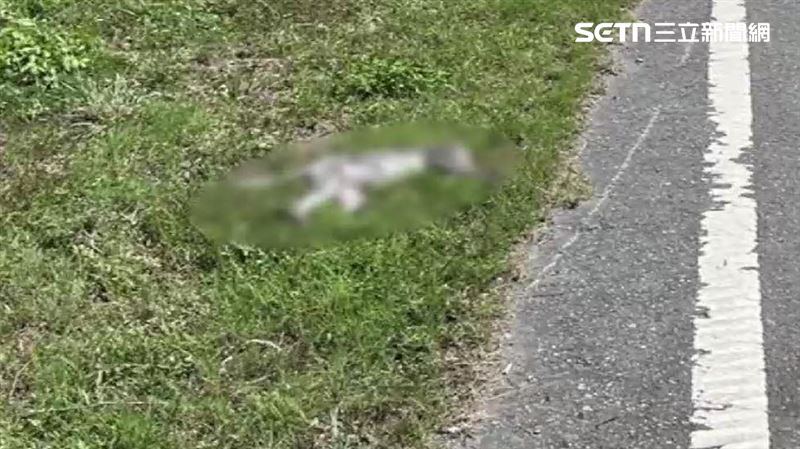 肇事猴子噴飛到草堆中當場死亡