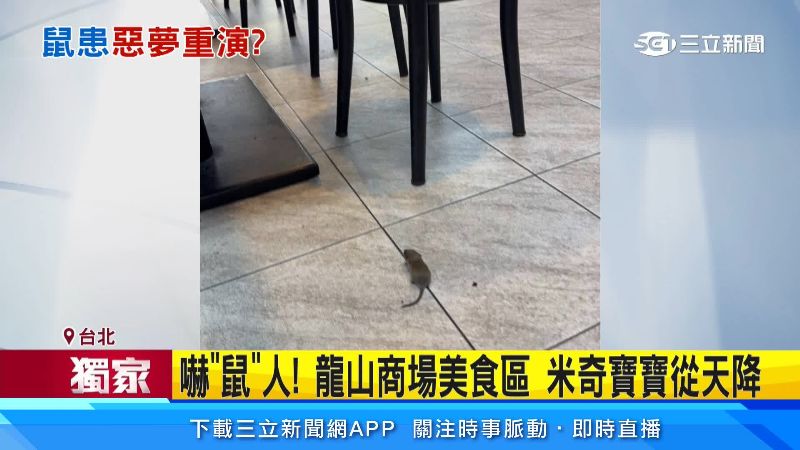 隨處地可見的老鼠