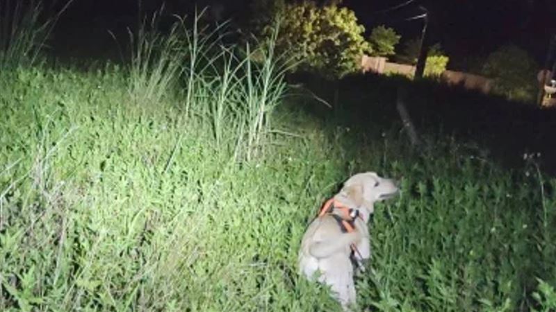桃園一名91歲邱姓婦人外出後失聯,搜救犬April透過失聯老婦人氣味樣本,成功尋獲失聯6小時的邱婦
