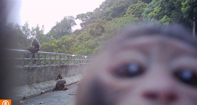 有遊客在陽明山國家公園餵食獼猴香蕉,過程全被獼猴「喬鏡頭」拍下。(圖/翻攝自陽明山國家公園臉書)