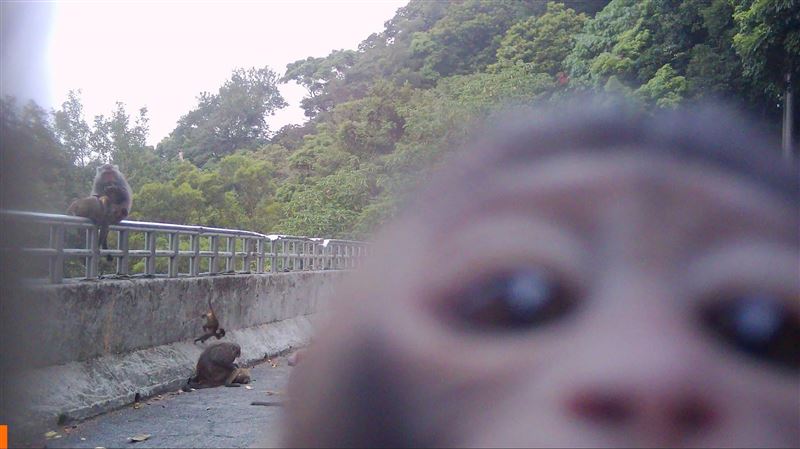 陽明山遊客偷餵獼猴!猴兄神運鏡全拍下