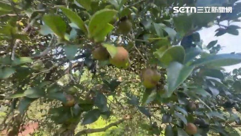 苦茶籽從開花到成熟需歷時300多天,每年僅在10月至11月間採收一次,生產過程耗時費工且有限