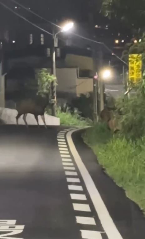 三隻水鹿突然從樹叢跳出來穿越馬路,機車騎士被嚇得大叫。(圖/翻攝自Threads @lacuo_btttt)