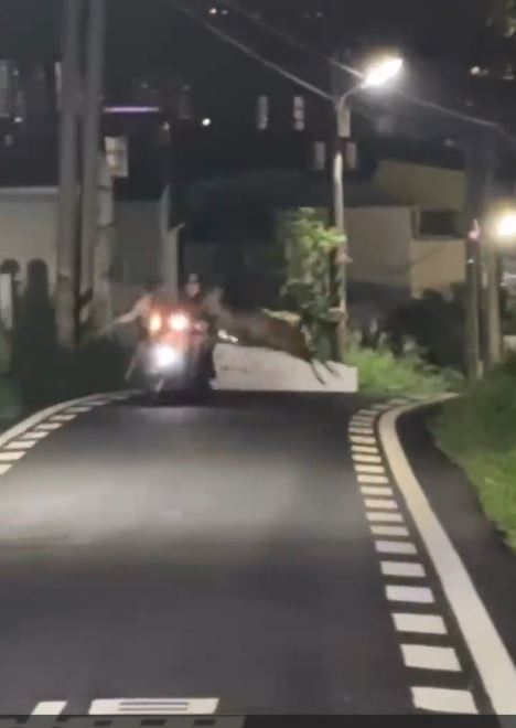 5頭水鹿在八卦山區暴衝過馬路,機車騎士路過慘遭撞擊差點摔車。(圖/翻攝自Threads @lacuo_btttt)