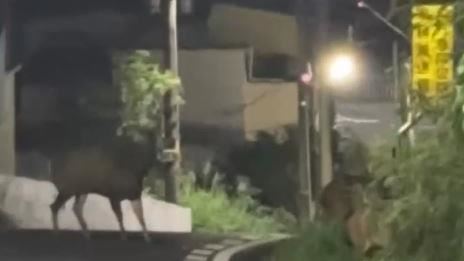 小鹿「亂撞」!八卦山5水鹿暴衝狠撞機車