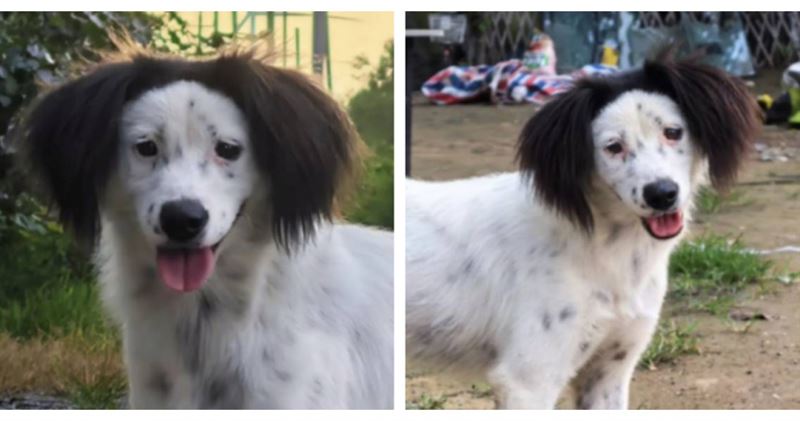 天津爆紅「醜萌」邊境牧羊犬花花,憑著天然雙馬尾造型圈粉無數,近日已被新主人帶回照顧。(圖/翻攝自微博,下同)