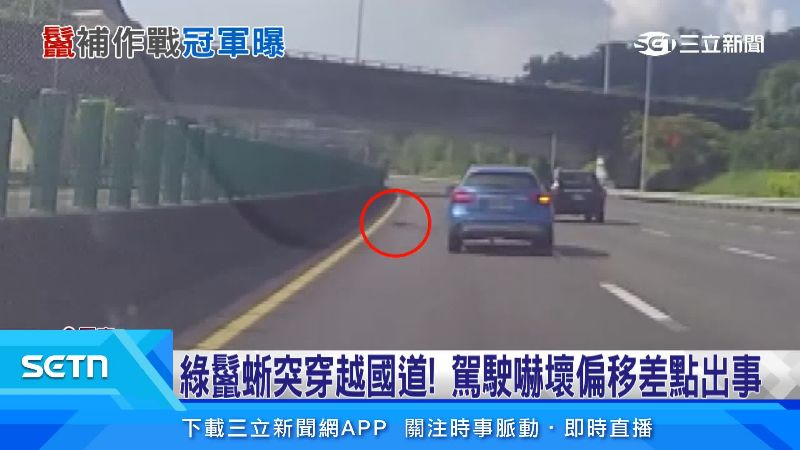 國道內線突然跑出一隻綠鬣蜥