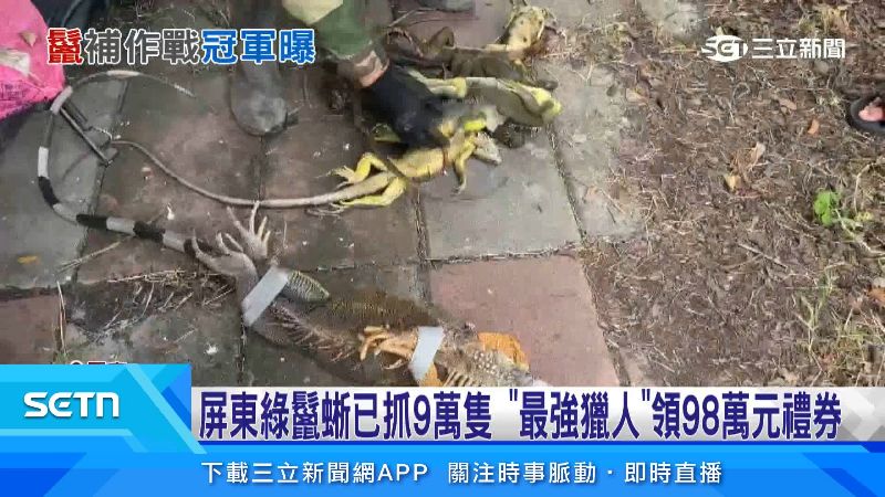 屏東夫妻檔獵人展示綠鬣蜥捕捉成果