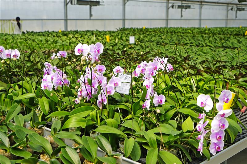研帥蘭園自然農場