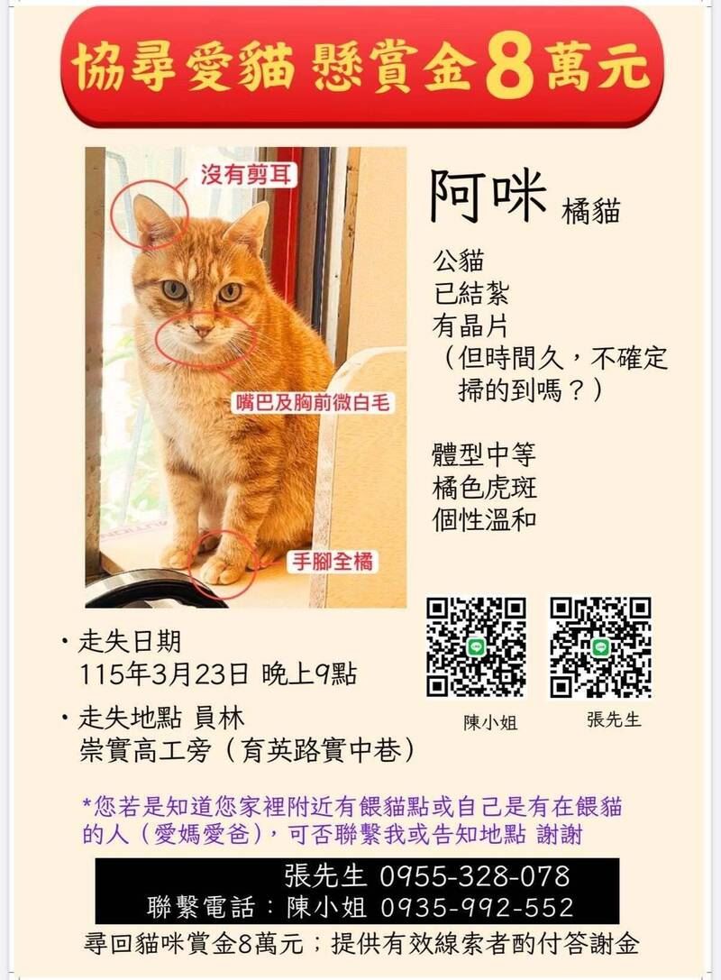 飼主陳小姐原祭出8萬元的懸賞獎金,如今加碼提高至「20萬元」,期盼「阿咪」能早日回家。(圖/翻攝畫面)