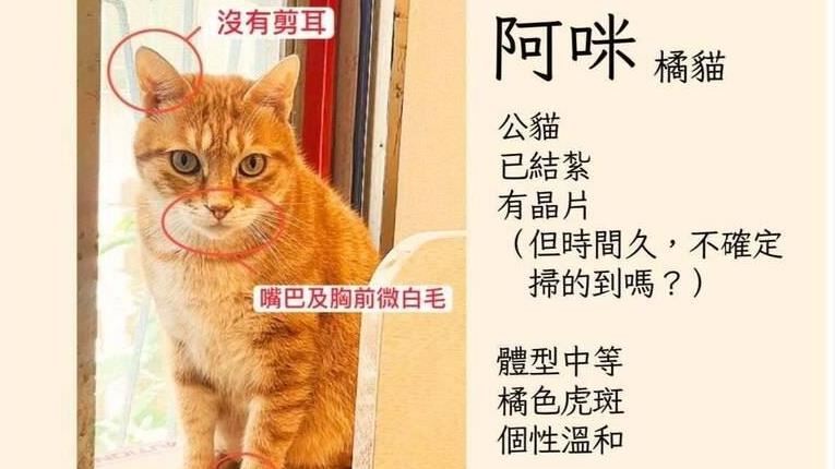 橘貓「阿咪」失蹤138日!飼主懸賞20萬元
