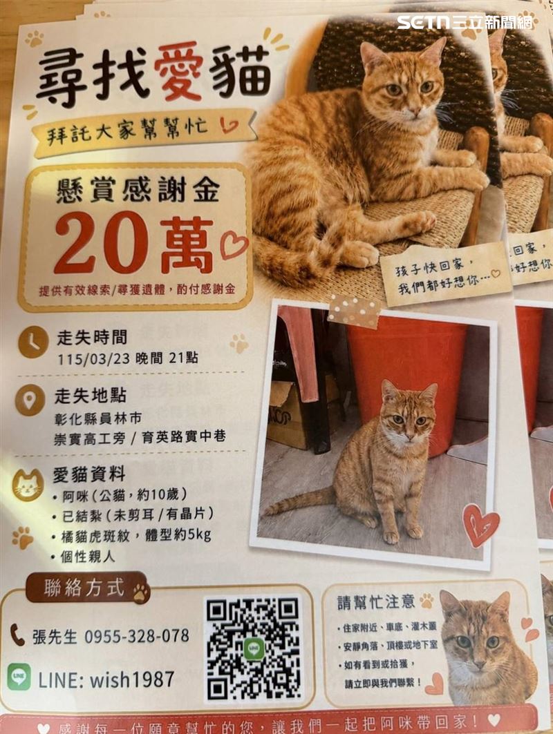 彰化員林一隻橘色虎斑公貓「阿咪」走失,飼主懸賞20萬找愛貓。(圖/飼主提供)