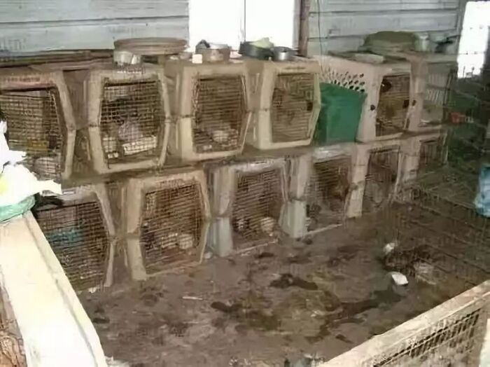 隨著中國寵物市場前幾年快速擴張,如今犬貓寵物供應量已遠大於需求。部分冷血繁殖場為了省下每天的飼料與照顧成本,竟然直接將活體犬貓「殘忍淘汰」(滅殺)(圖/翻攝自大陸抖音)