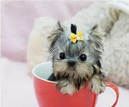 茶杯犬(Teacup Dogs)並不是一個正式的犬種,而是泛指所有成犬體型極小、能放進茶杯裡的超小型狗狗的統稱。牠們通常是經由人為刻意繁殖,由於可愛迷你的外表,在寵物市場上一直擁有很高的討論度,但與此同時,牠們也伴隨著極大的健康爭議。(圖/翻攝自大陸抖音)