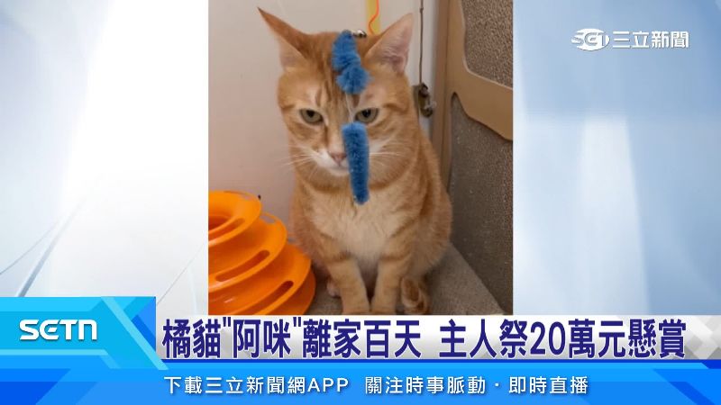 主人在一旁逗弄著牠,貓咪一臉無奈的表情,看起來又萌又搞笑