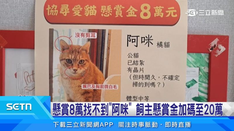 飼主在找尋期間印了超過兩萬張協尋單