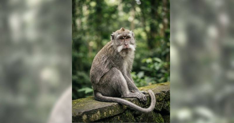 印尼廖內省一隻長尾獼猴接連攻擊居民，造成18人受傷，歷經多日搜捕後終於落網。（示意圖／Pixabay）