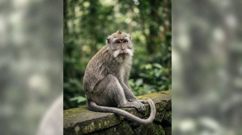 長尾獼猴失控狂襲居民！官方追查異常原因