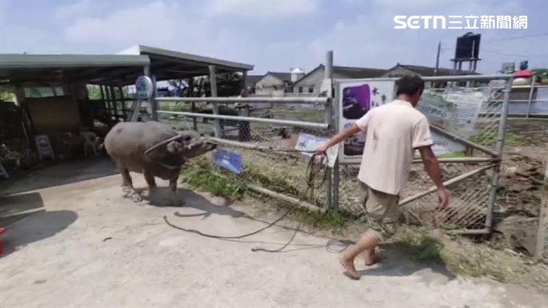 志工陳小姐買了託運船票、包車車資並聯繫安養中心,協助安置老牛後半生